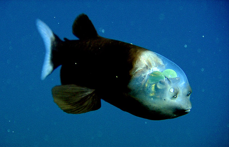 長著透明腦袋的魚