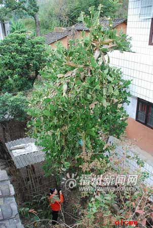 仙人掌