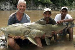 巨型食人魚