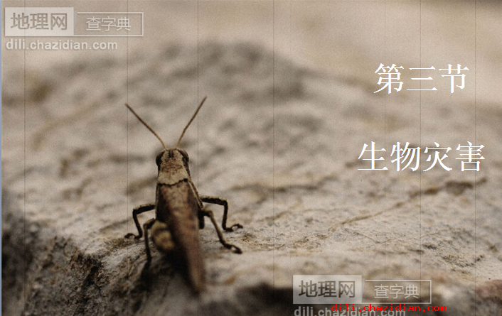 生物災害地理課件