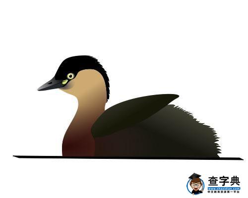 德氏小鸊鷉
